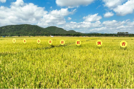 活道大米产业园种植示范基地。