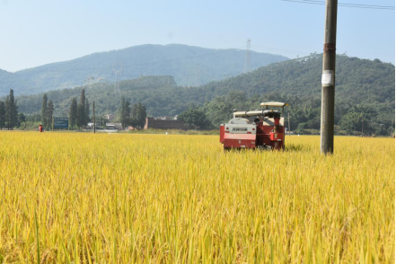 活道大米产业园运用高质高效、资源节约、生态环保标准化的绿色种植模式。