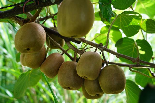 长塘镇猕猴桃。