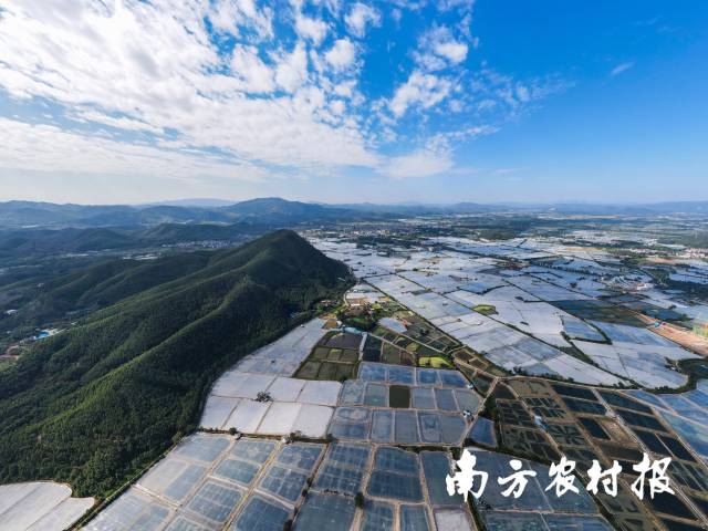高要莲塘罗氏虾养殖基地。陈彦成 摄 高要莲塘罗氏虾养殖基地。陈彦成 摄
