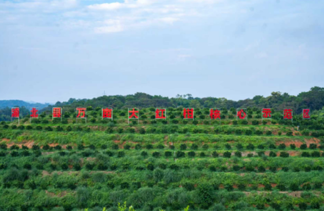 浦北大红柑园