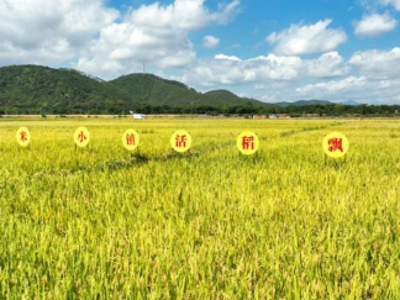 一“米”产业链，拓展新“稻”路 | 乘“丰”出圈看高要