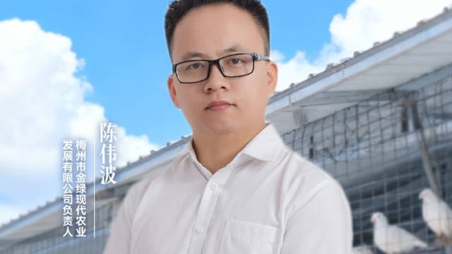 陈伟波：小鸽子“飞”出大产业