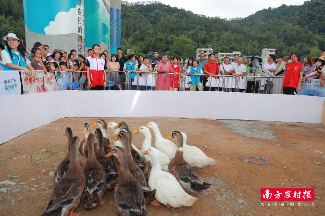 往年丰收节盛况。