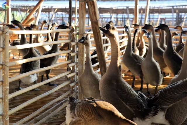 高要肉鹅养殖以本地黑鬃鹅为主，是广东省四大名鹅之一。图源高要发布