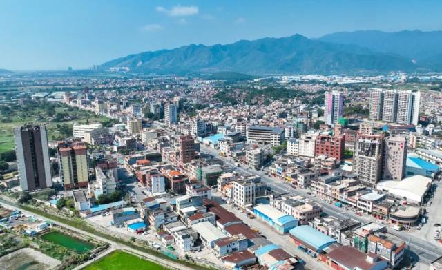 蚬岗镇黑鬃鹅养殖历史悠久，产业链完整。邓达荣 摄