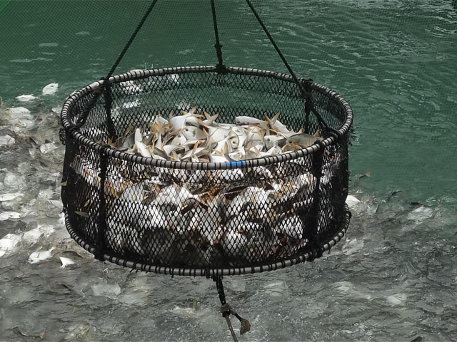 谁是火锅赛道的“流量王”？广东现代化海洋牧场臻品来了