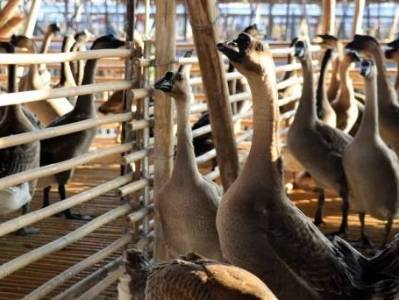 高要黑鬃鹅，争当致富“领头鹅” | 乘“丰”出圈看高要