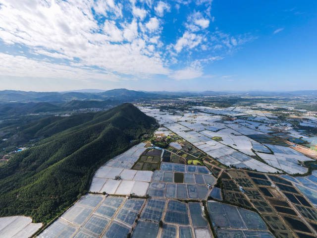 莲塘罗氏虾养殖基地。陈彦成 摄