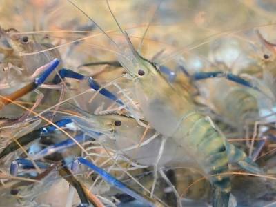 锚定“百亿级”，肇庆高要五大特色产业“链”就新“丰”味