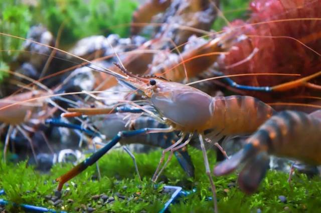 高要罗氏沼虾以膏多肉香、鲜美肥硕著称。