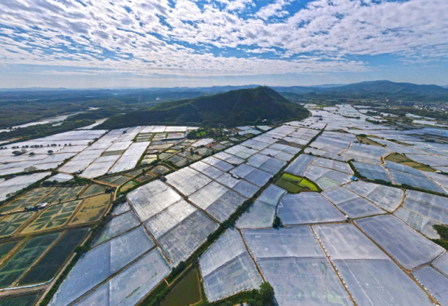 肇庆高要迎来罗氏沼虾“黄金上市季”。