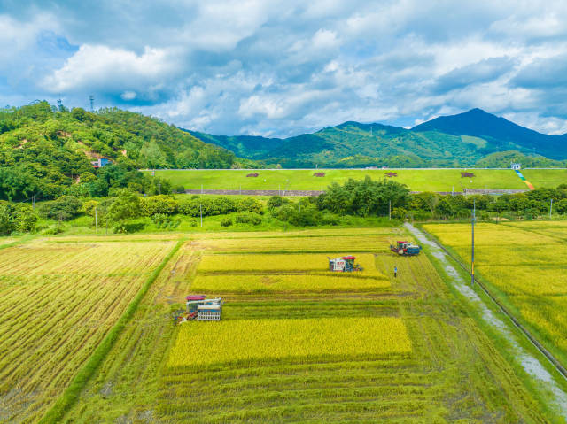 广东深入推进粮油作物大面积单产提升行动，今年早稻产量创新高。（谢进扬 摄）