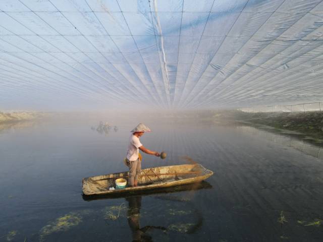 高要区罗氏沼虾全产业链从业人员达8万多人。