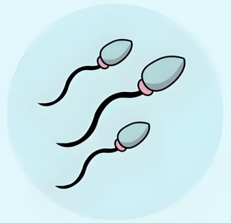 精子工厂罢工?睾丸发育不良的“产能不足”危机!