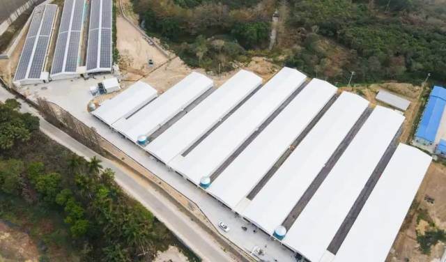 高桂鸭养殖场。图源高要发布