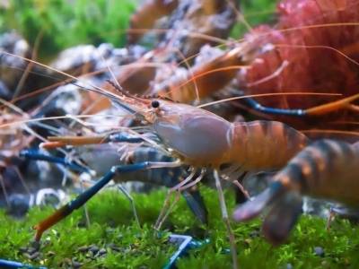 一只“高桂虾”，撬动百亿大产业 | 乘“丰”出圈看高要