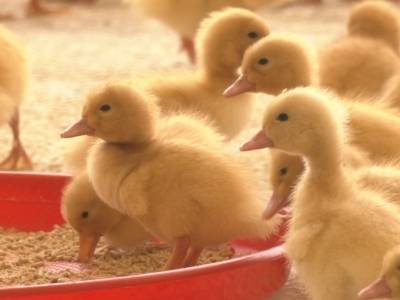 亿只“高桂鸭”，朝产业高地“冲鸭” | 乘“丰”出圈看高要