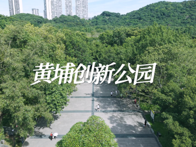 黄埔创新公园：百年古树，“荔”久弥新｜由来是广州