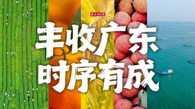 丰收广东 时序有成