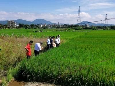 台风前抢收近万亩农作物！阳春最大程度减少农业损失