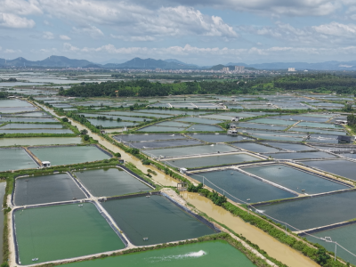 鱼苗也要“安置”！最大程度减轻台风对阳江水产养殖生产带来的损失
