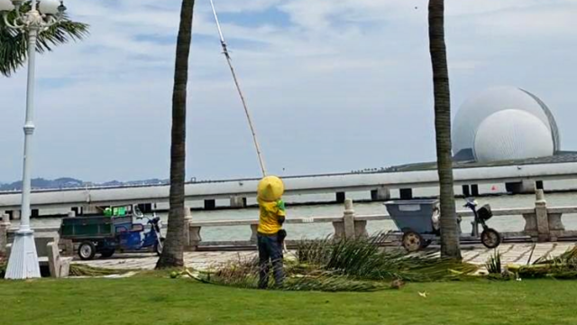 “桦加沙”将至，工人为海边椰子树“理发”｜南方+视频