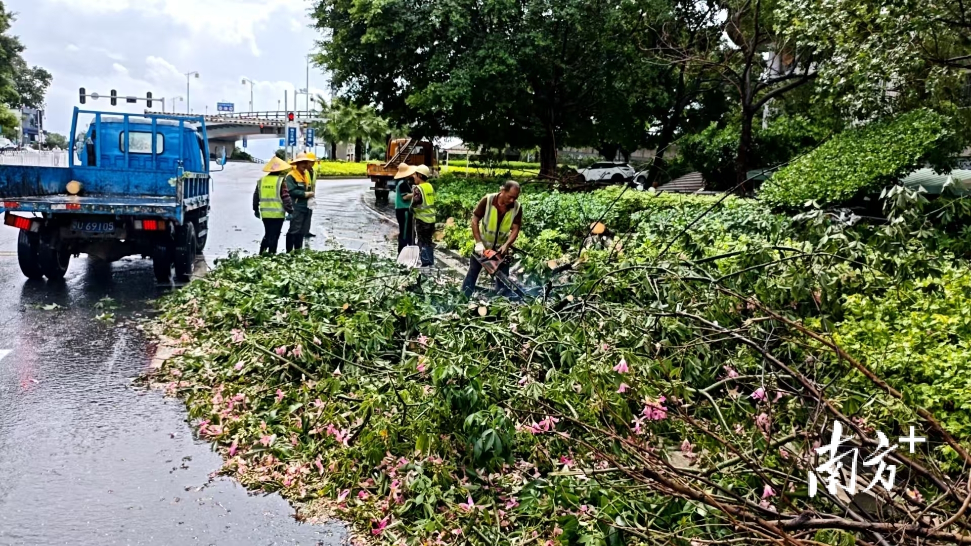 滚动| 倒伏树木已清理，城区主要道路基本畅通