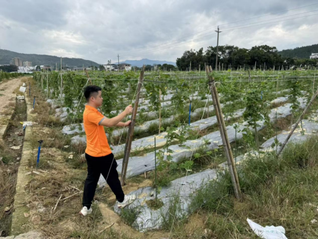 平安产险韶关中心支公司工作人员在加固农作物棚架。