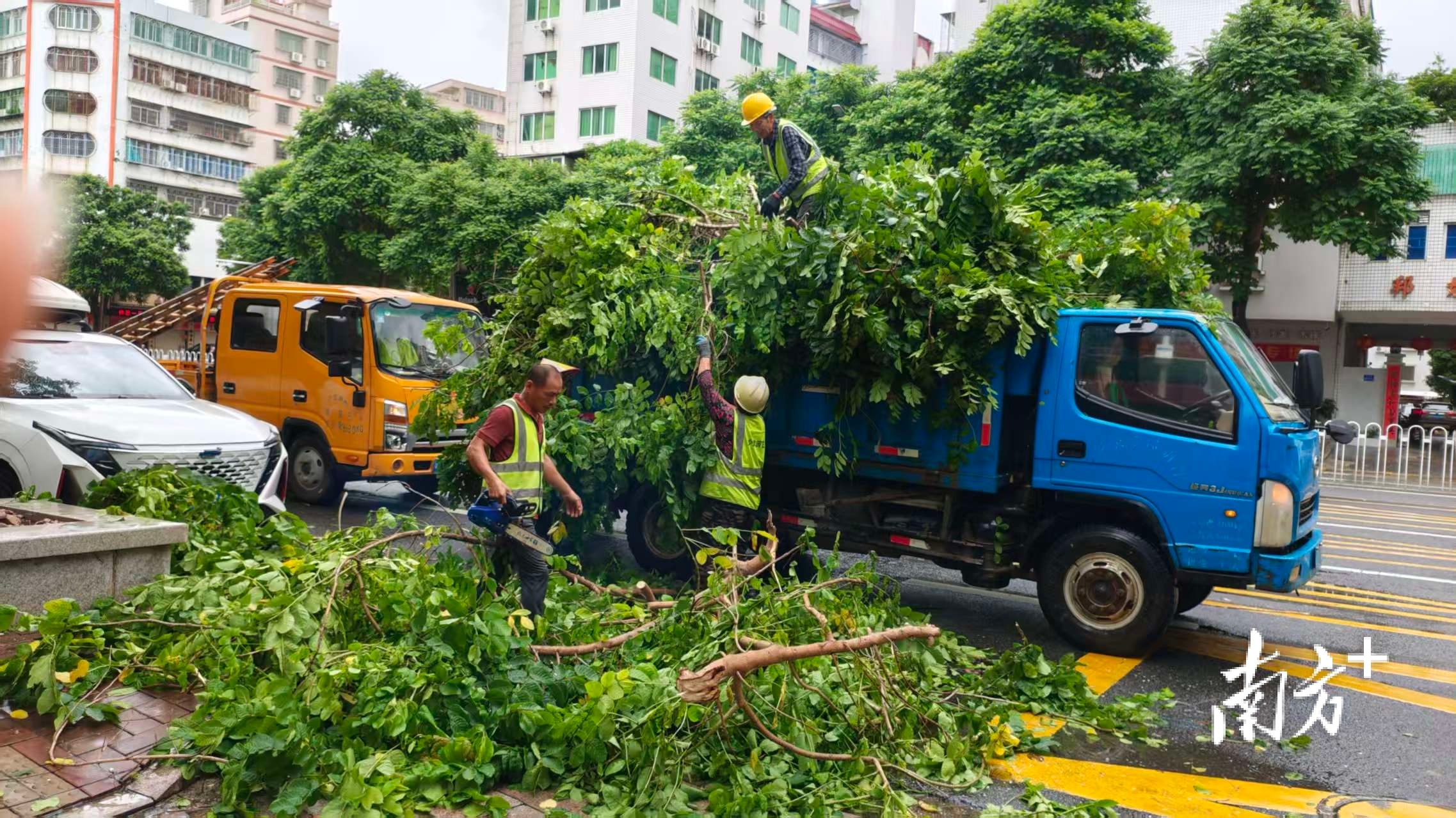 滚动| 倒伏树木已清理，城区主要道路基本畅通