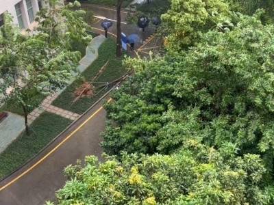 现场直击｜“桦加沙”影响广州，大树被吹倒，汽车被压