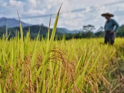 如何应对“桦加沙”带来的水稻病虫害？这些信息很实用