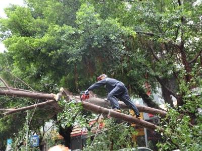 视频｜记者一线直击台风过境肇庆：倒树快速清理，群众应急避险