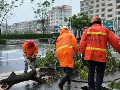 台风“桦加沙”致树木倒伏，阳西迅速开展清理保畅工作