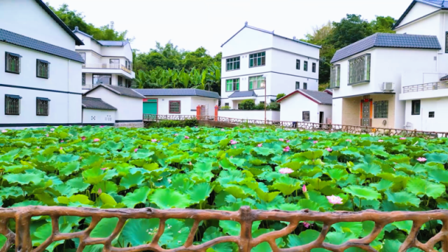 丙村镇溪联村耀祖阁片区的健身广场、蔬菜基地与幽美莲塘连缀成片，带动村里的人气越来越旺。受访者提供