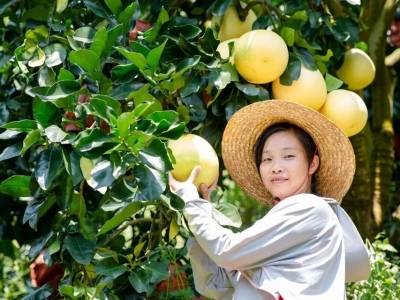 梅州大埔：“党建+”出活力 绘就“百千万工程”新图景