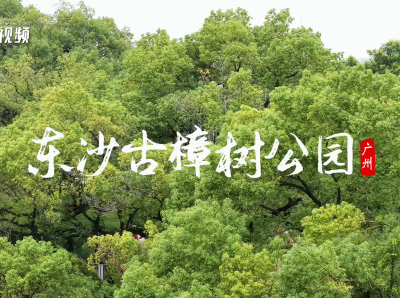 番禺东沙古樟树公园：唤醒一座村的“绿色乡愁”｜由来是广州
