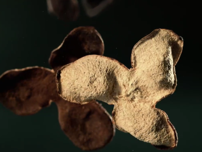 剧透来袭 ！2025道地新会陈皮全国交易会明日在陈皮村开幕