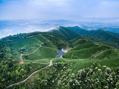 小叶变“金叶”，蝉茶小镇有何增收密码？丨镇看河源百千万