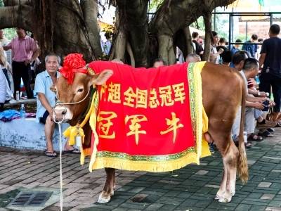 看村超冠军牛、旱地划龙舟……主播带你打卡广东庆祝农民丰收节主会场