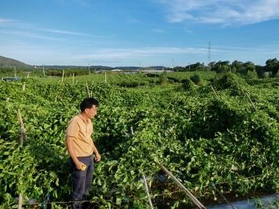 阳西县人大常委会开展灾后慰问活动，调研复工复产、助力抹除灾痕