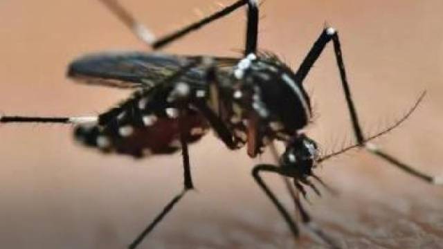 江门一基孔肯雅热患者两次擅离病房被罚