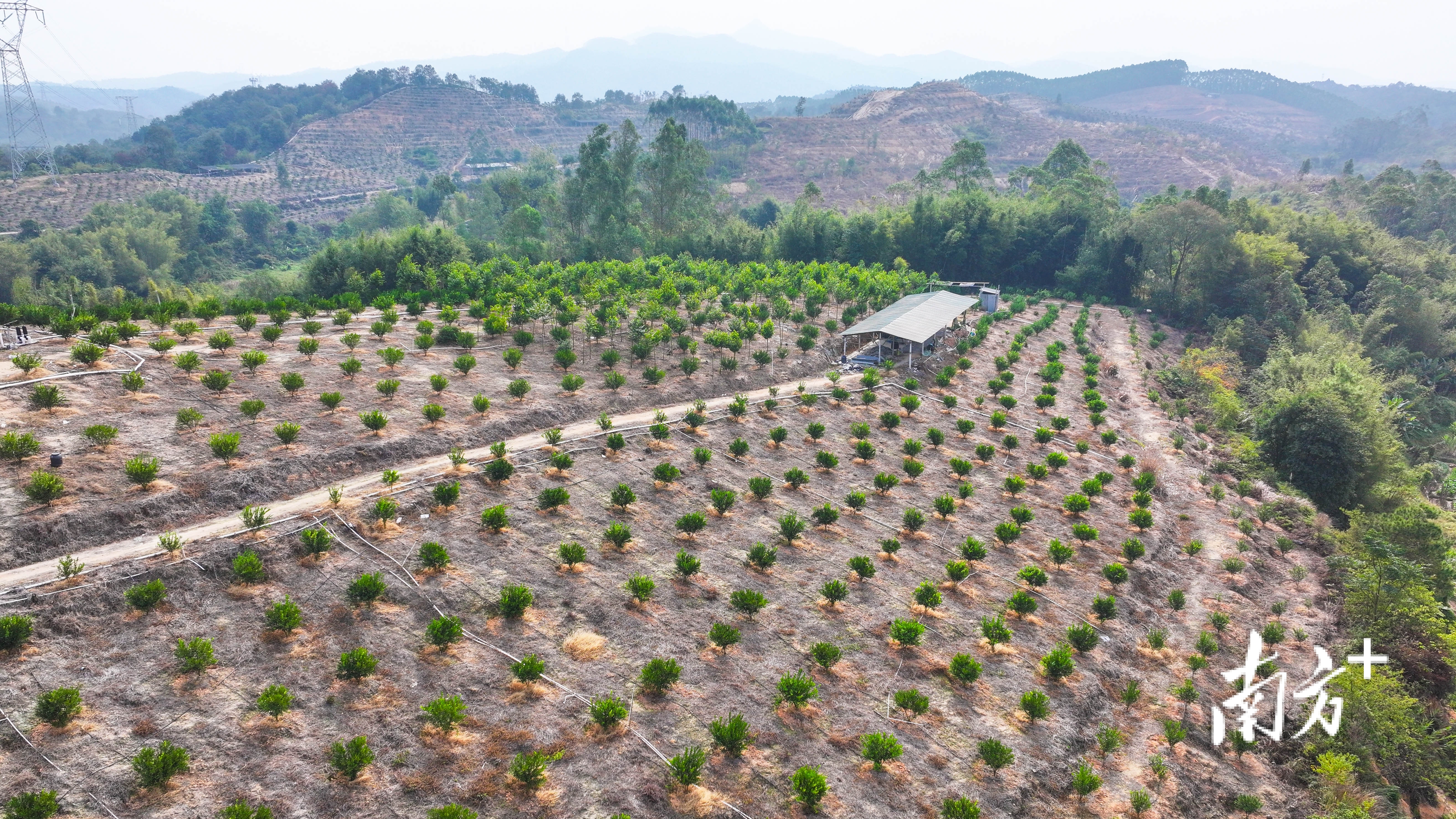 迎咀村大力发展陈皮柑产业。 南方+记者 曾亮超 摄