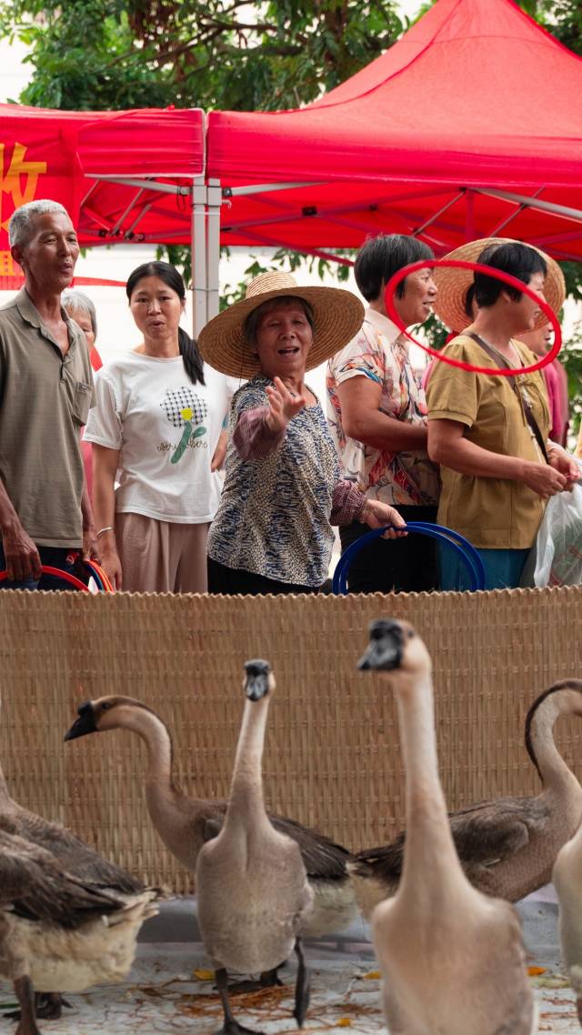 村民兴致勃勃套大鹅。