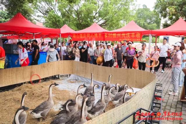 鹅圈外围排起了长龙。