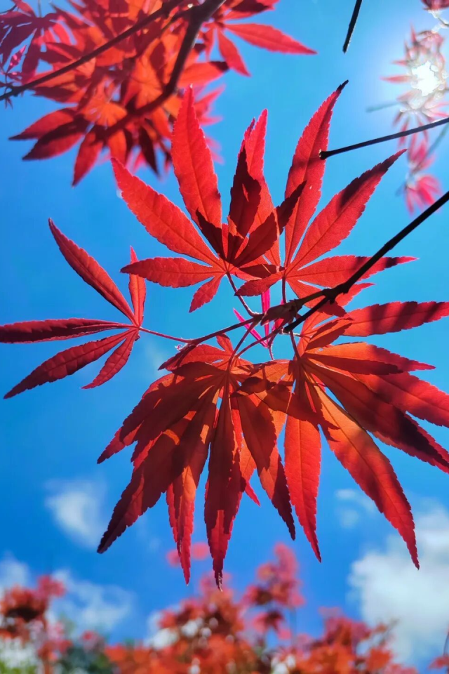 国庆假期，广州市帽峰山景区2000余株反季节红枫将进入全盛期。图源：广州白云发布