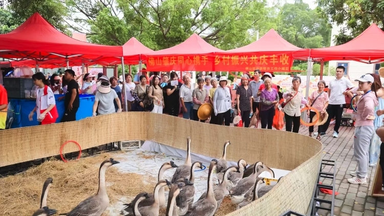 套大鹅、钓高桂虾、旱地赛龙舟，村民“趣”玩丰收节直呼“过瘾”