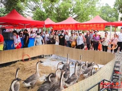 套大鹅、钓高桂虾、旱地赛龙舟，村民“趣”玩丰收节直呼“过瘾”