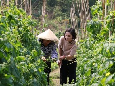黄梅芳：80后“头雁”用小凉瓜带村民开辟致富路｜百千万·新农人