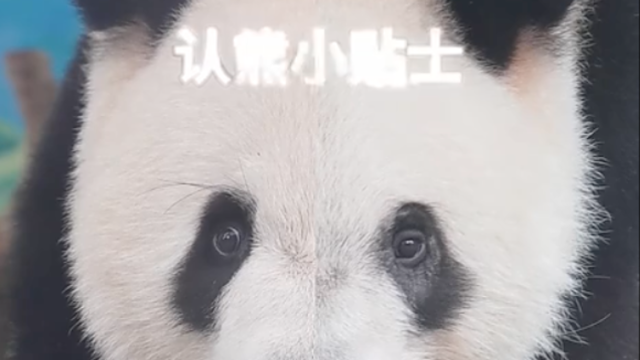 大熊猫“辨”形记！“久久”“友友”的生活vlog｜广州热点